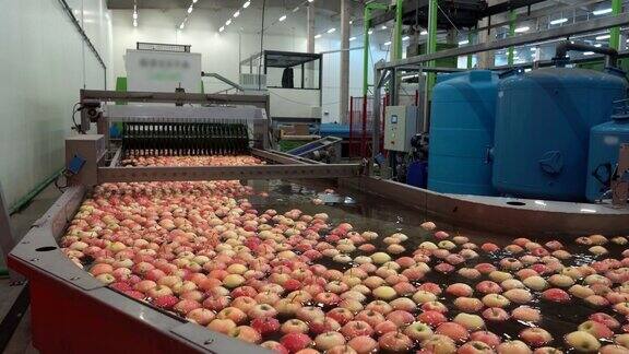 在现代水果加工厂鲜苹果通过机洗、刷、分级、分选流水线进行移动