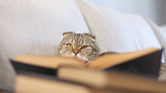 聪明的猫把书放在沙发上