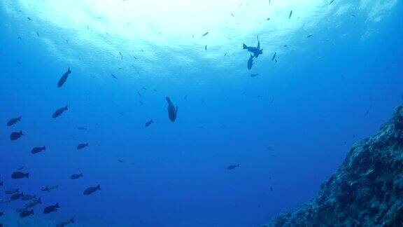 帕劳海珊瑚礁中的驼背濑鱼