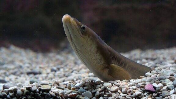 普通鳗鱼或欧洲鳗鲡鳗鲡成年埋在地下慢镜头4K