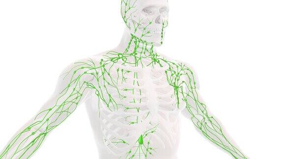 人体淋巴系统解剖