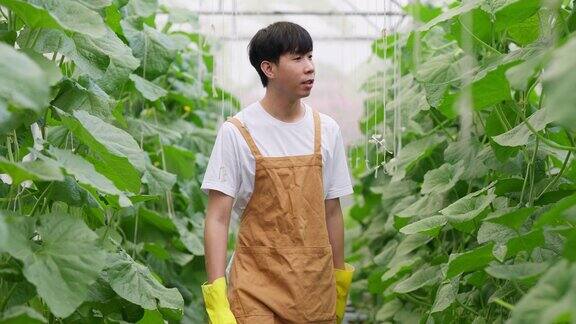 年轻的亚洲男子农民戴着塑料手套走在温室甜瓜农场微笑着检查甜瓜的质量农业生鲜有机农场和城市栽培