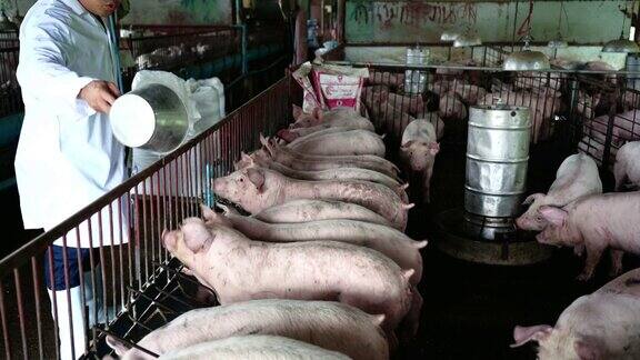 4k视频亚洲兽医在工厂化养猪场给猪喂食食物家畜和家畜概念