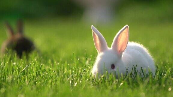 可爱的白灰棉尾兔在花园里吃草