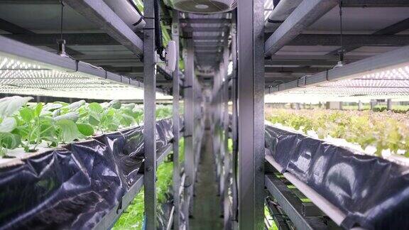 室内垂直农场的栽培植物作物架