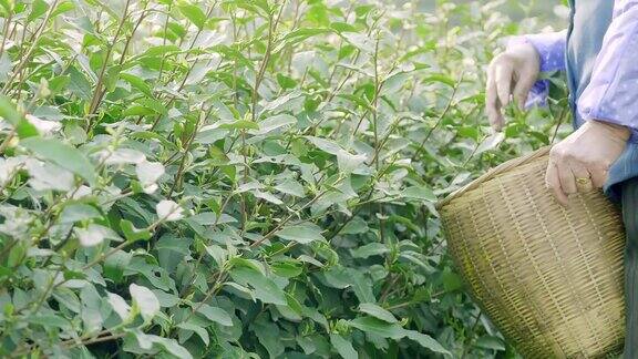 在茶园采摘绿茶的妇女4k