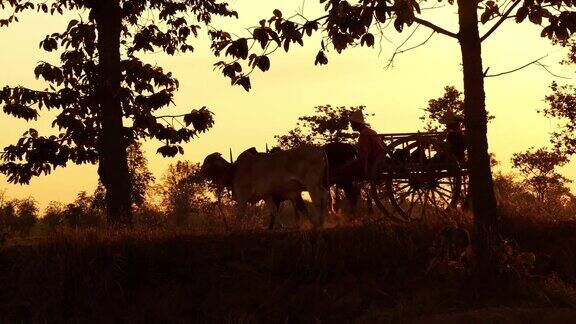 泰国日落时的牛车