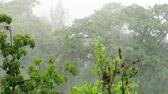 暴雨落在树上以城市景观为背景