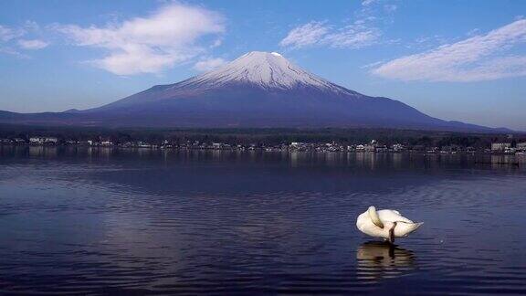 以富士山为背景的山中湖上漂浮的天鹅