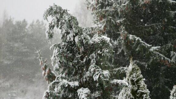 美丽的冬季雪景迷人的冬天在森林里雪落在树上降雪背景下的松树枝雪花飘落的慢动作冬季景观