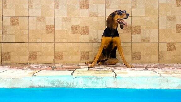 一只戴着墨镜的狗靠在游泳池的墙上一个可爱的时刻