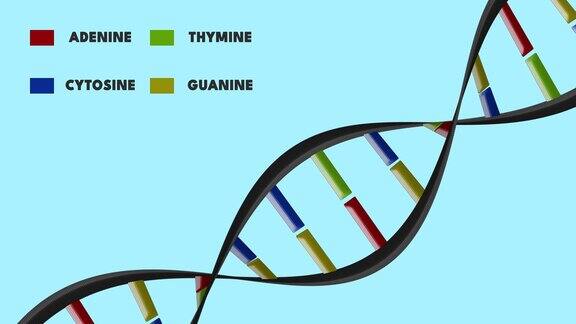 DNA碱基与脱氧核糖核酸分子在白色背景上旋转1.双螺旋ADN生物信息图教育动画