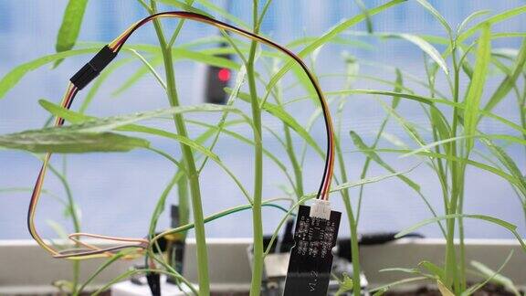 土壤湿度传感器由Arduino微控制器板控制