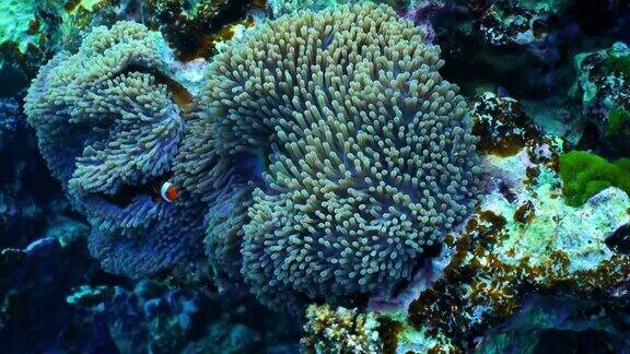 小丑鱼海葵鱼尼莫水下清水珊瑚礁热带气候岛