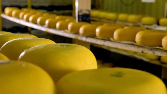 大量的奶酪被储存在奶酪工厂
