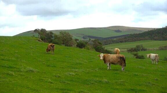 苏格兰山间绿色田野里的奶牛