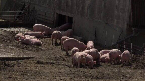 猪饲养户外生物食品
