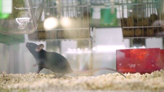 棕色的实验室老鼠实验和开发药物