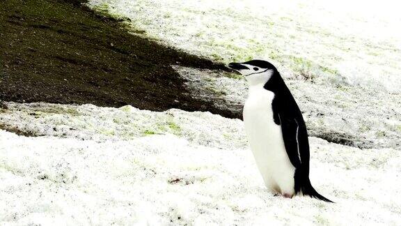 帽带企鹅沐浴在南极的阳光下背景是一座冰山