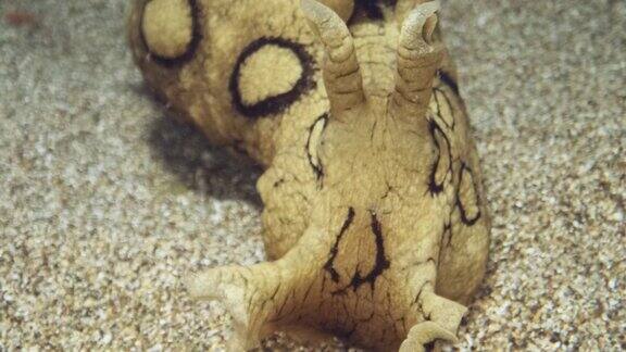 在沙地上的海兔特写肖像裸鳃或海蛞蝓-斑点海兔(指海兔)水下拍摄地中海、欧洲