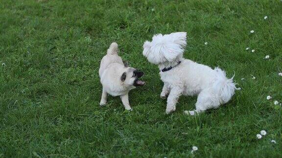 一只混血狗和一只马耳他狗在公园里玩耍