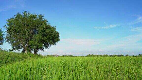 蓝天白云下绿色的树和稻田