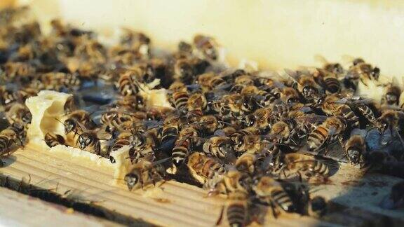 近距离观察夏天在蜂巢上工作的蜜蜂