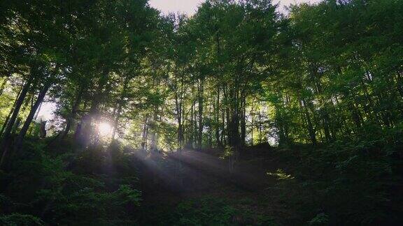 早晨的阳光穿过森林的树木替身拍摄