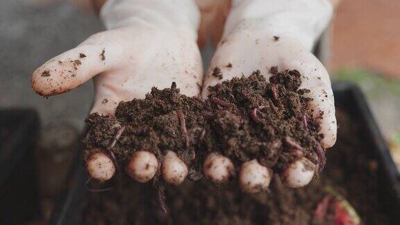 一位农民从用于蚯蚓堆肥的粘土盘中捡起蚯蚓