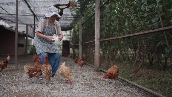 在农场里照顾鸡的妇女