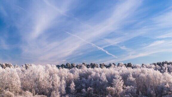 蓝天下霜树