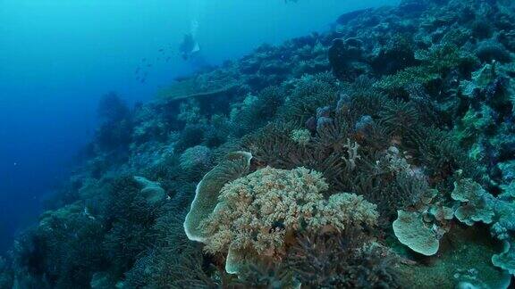 健康的珊瑚礁帕劳