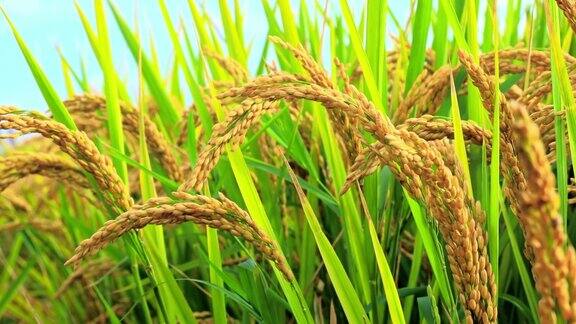 农田里成熟的水稻