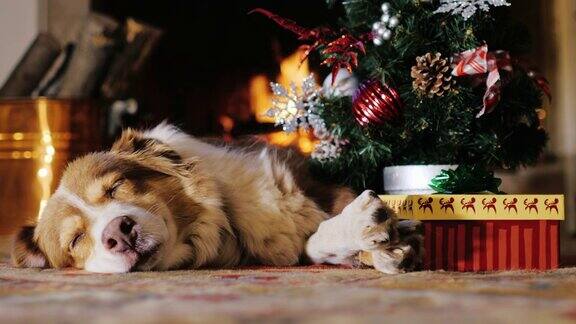 一只狗在圣诞树旁带着礼物打盹燃烧的壁炉在背景理念:温馨快乐圣诞