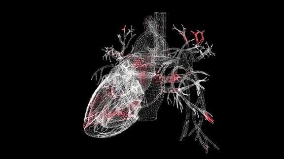病毒通过黑色背景的人体心脏传播病毒在体内的可视化演示教程视频【医学】解剖学概念60FPS3D动画