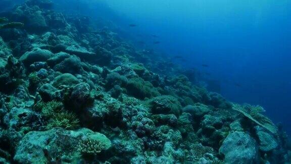 海底珊瑚礁刺鱼