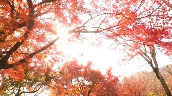 走到秋叶树梢的阳光下