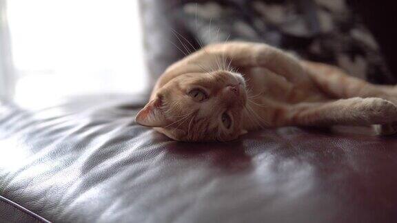 可爱的小猫在沙发上休息