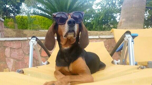 一只戴着墨镜的狗在躺椅上长时间的感觉好奇和快乐的夏天