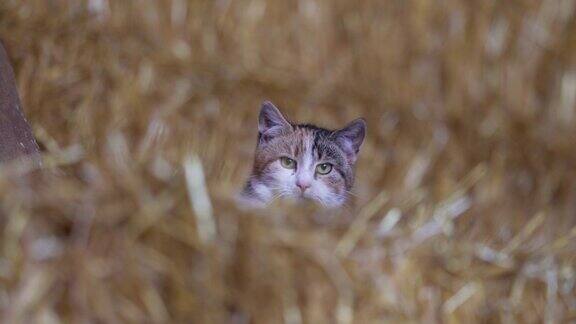 半驯化半野生的农场猫在干草仓里