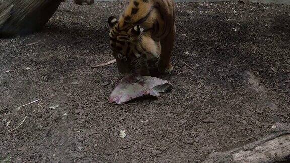 老虎抓起一块肉走开了