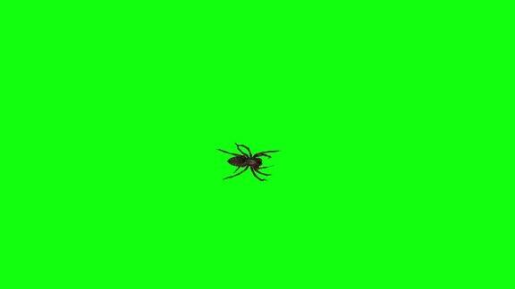 蜘蛛在绿色背景上行走3D蜘蛛行走万圣节概念