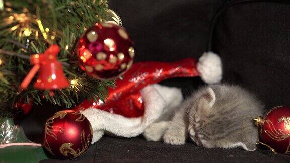有趣的灰色小折苏格兰小猫小猫睡在黑色的背景上圣诞装饰的背景上有一个圣诞球