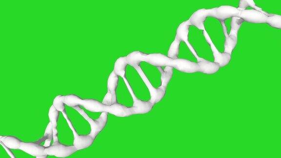 绿色屏幕上的白色DNA分子动画3d渲染生物技术、生物化学、遗传学和医学概念DNA链
