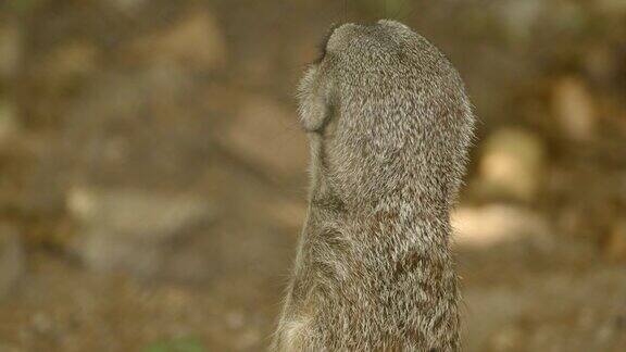 野生suricate