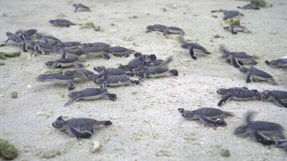 刚孵化的小海龟奔向大海
