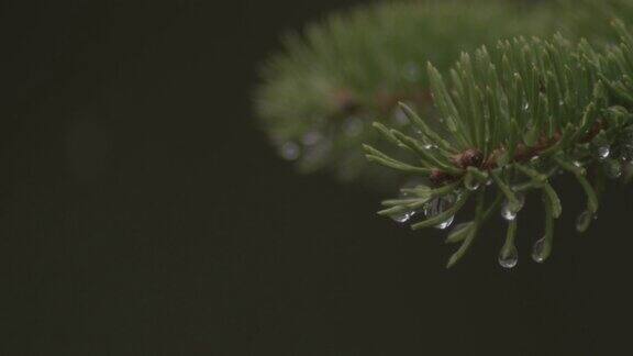 微距拍摄的水滴从树枝