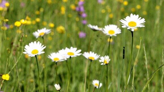 春风中草地上盛开着白花或雏菊