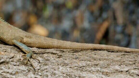 热带雨林中的蜥蜴