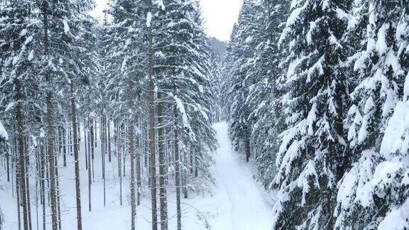 积雪覆盖的小路穿过森林
